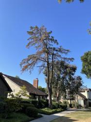 San Diego Tree Care