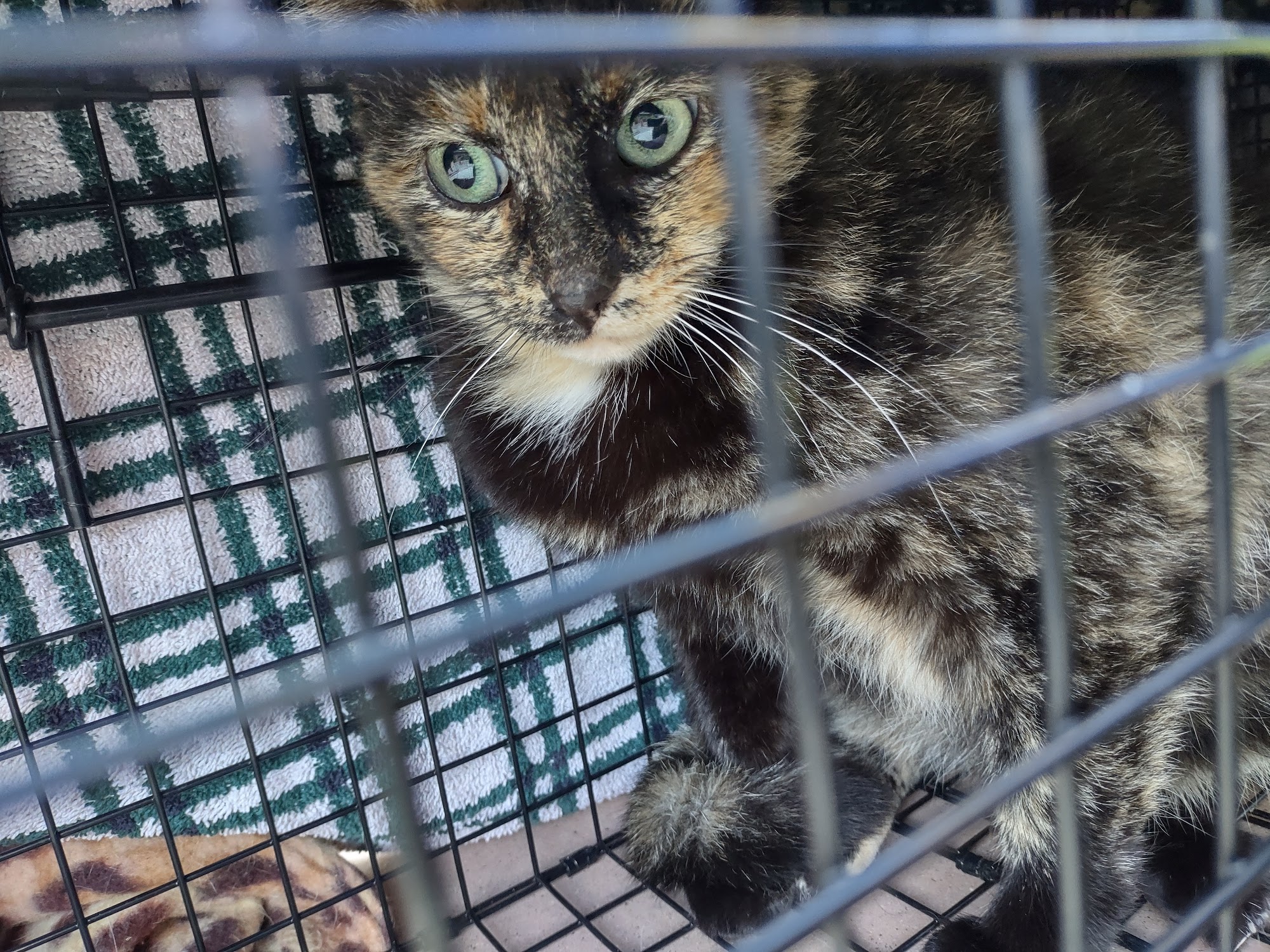 Ramona Humane Society San Jacinto