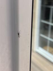 Pacific Pest Management