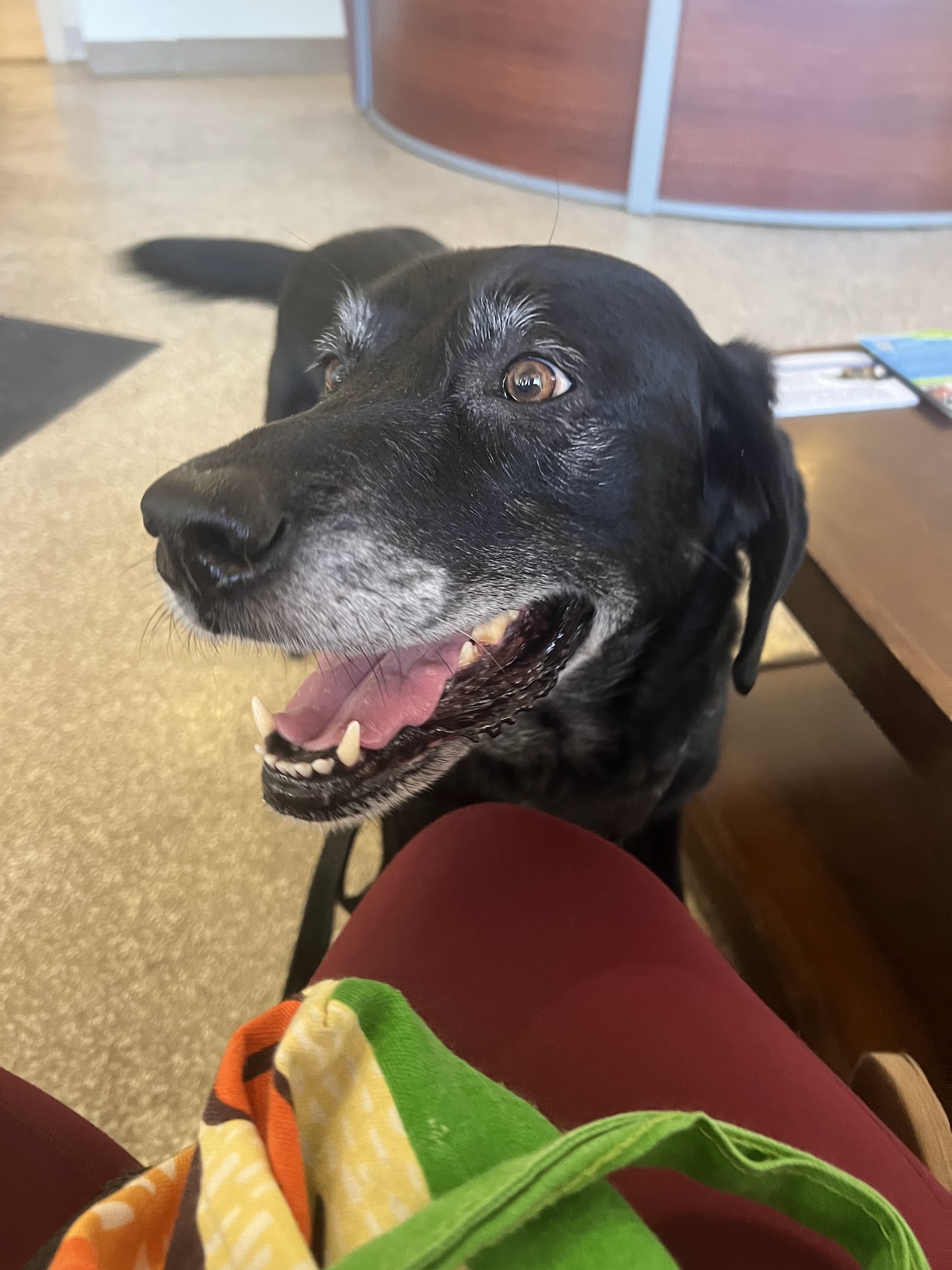 East San Rafael Veterinary: Okada Yuki DVM San Rafael