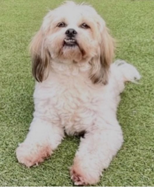 Puppy Play Time Santa Monica