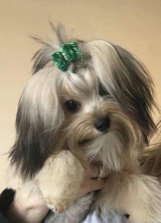 Fancy Fido Pet Grooming