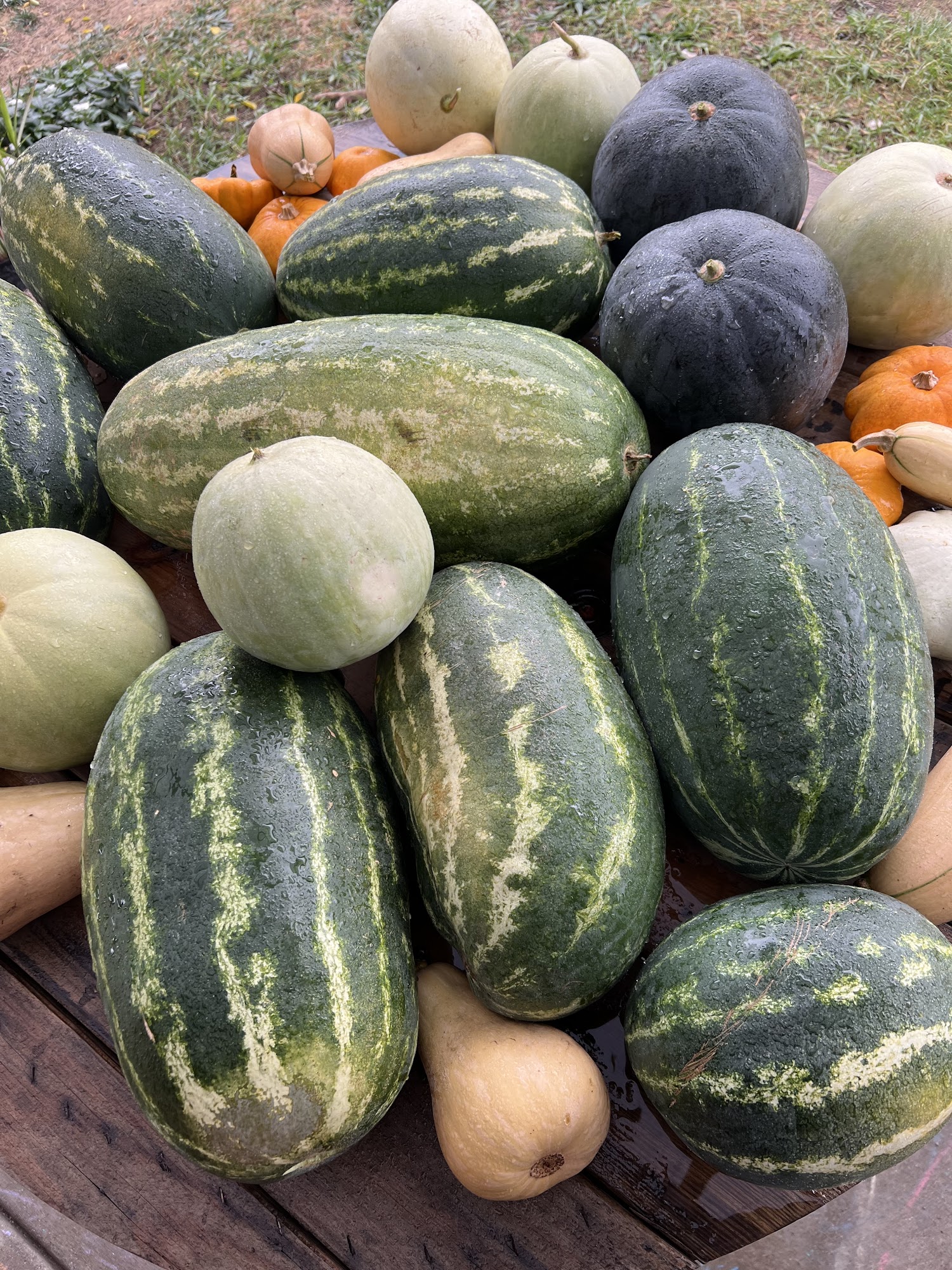 Magnetic North Farmstand