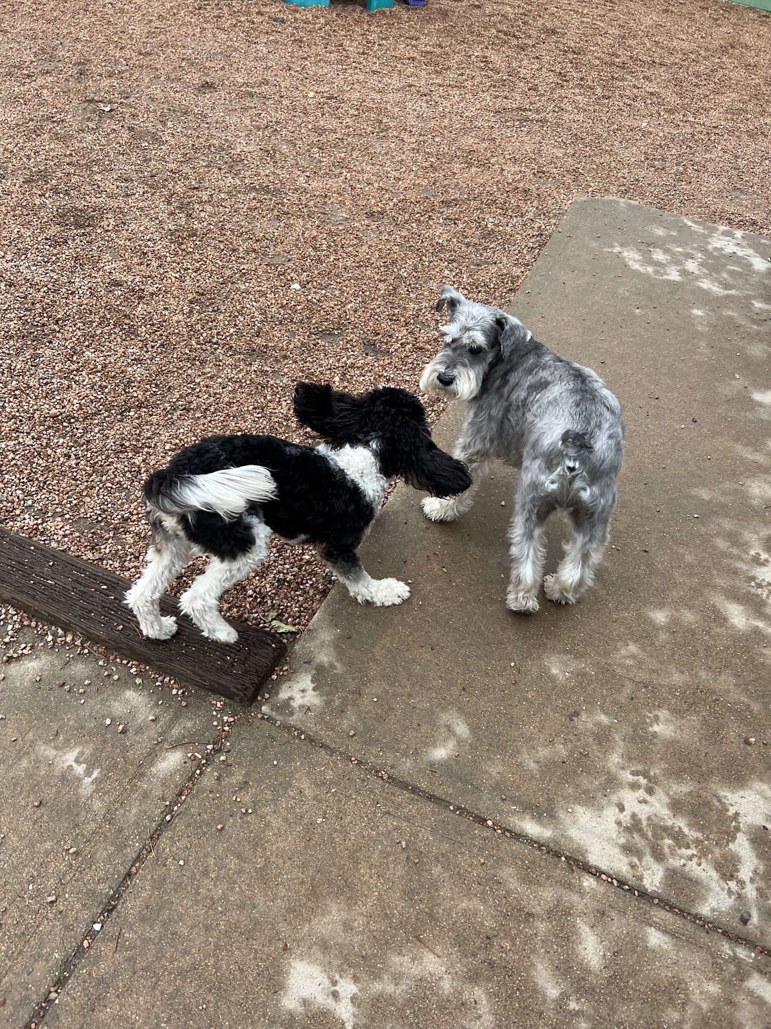 Doggie Depot Boulder