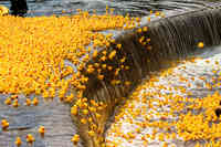 The Summit Foundation