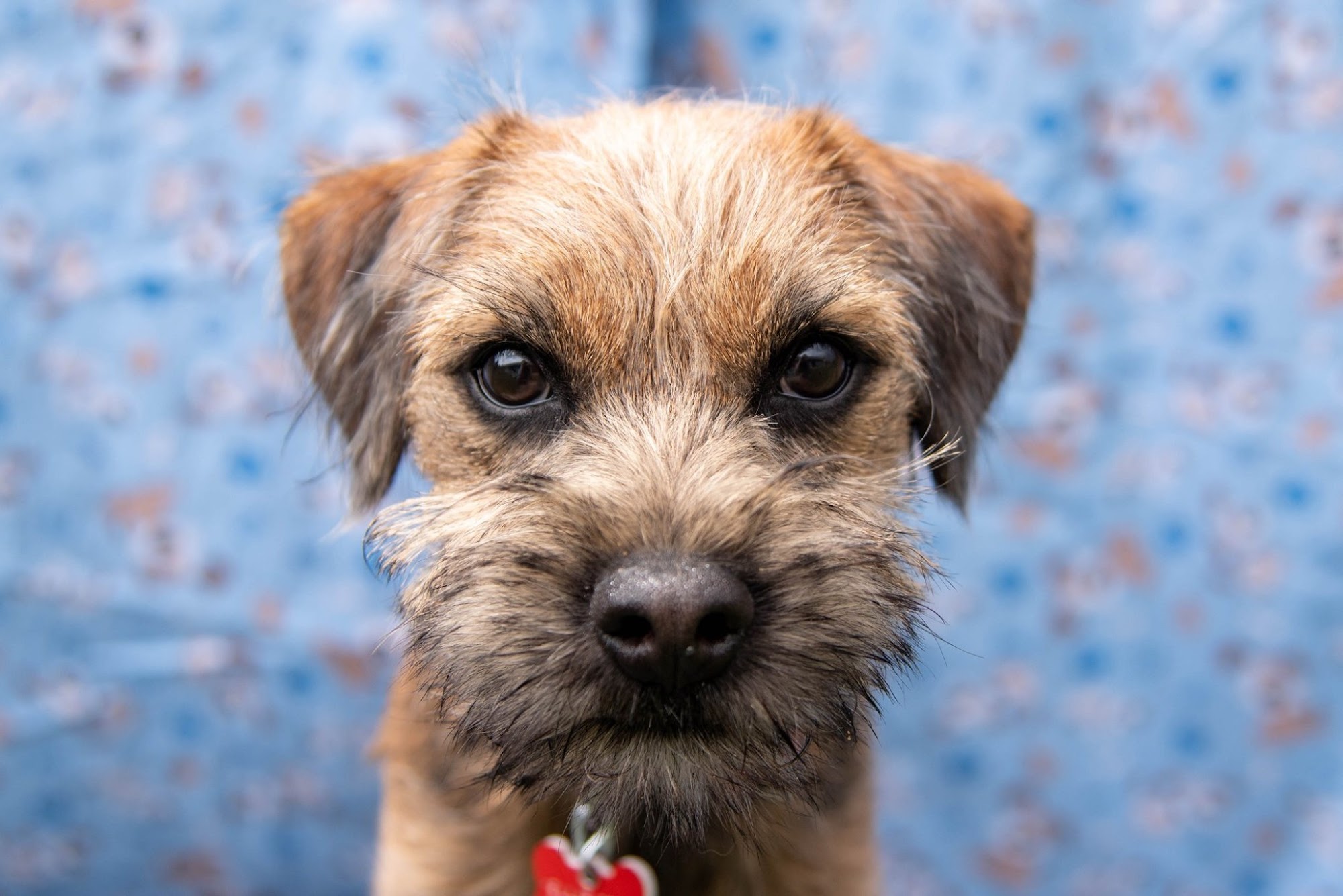 Canine Coach Colorado Springs