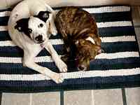 MAMCO Rescue (Moms and Mutts Colorado Rescue for Pregnant & Nursing Dogs