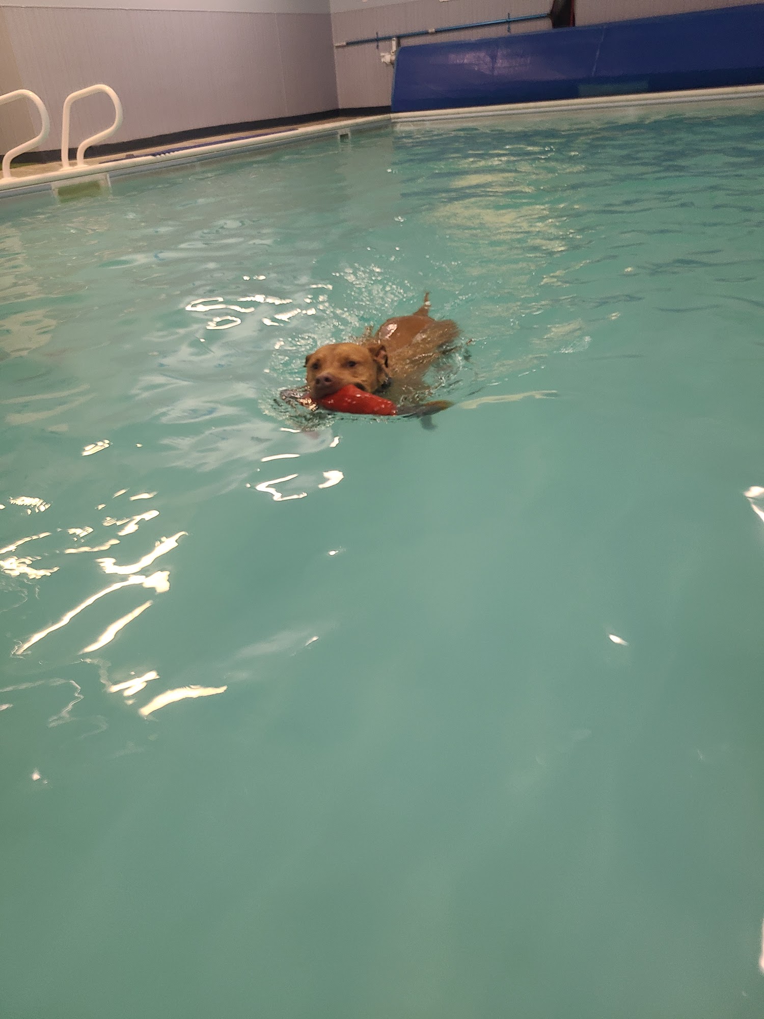 Four Paws Pet Hotel and Resort Fort Collins