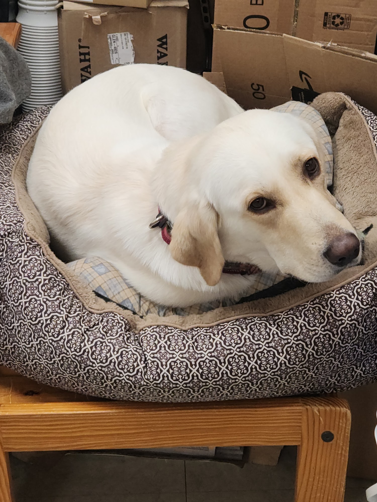 Le Clipperie Dog Grooming Greeley