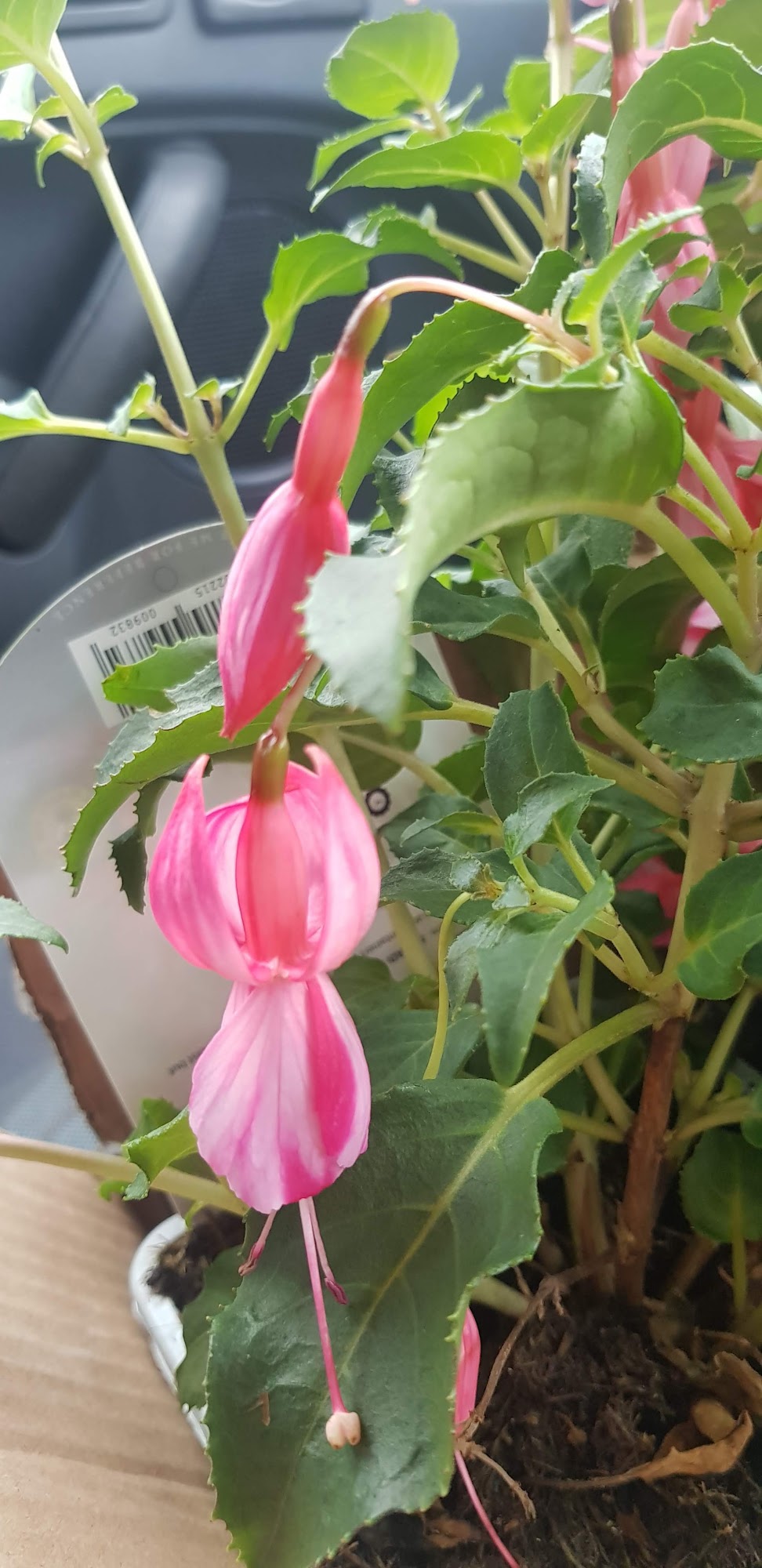 Goldenbank Nursery