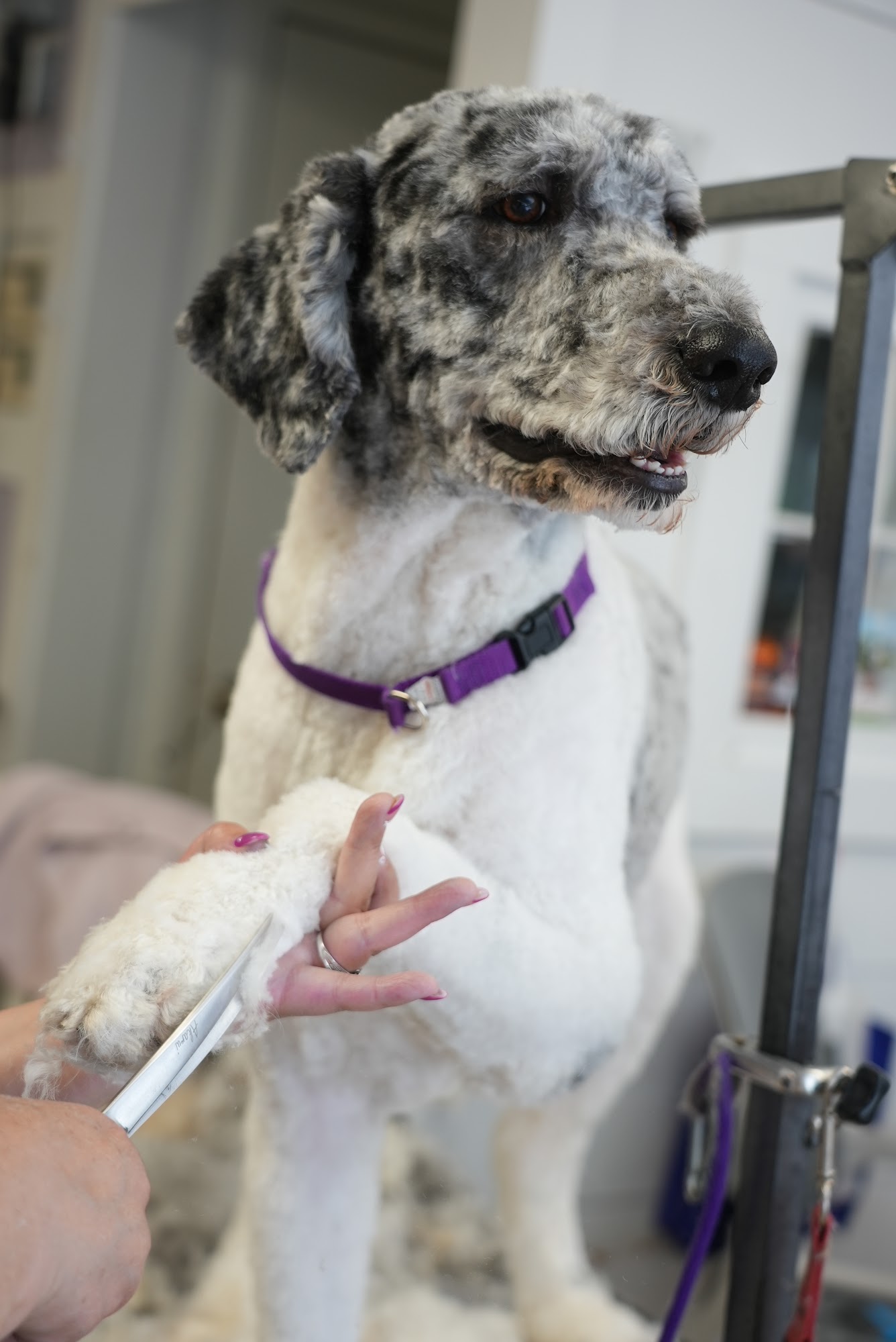 The Hairy Barker Inn & Spa Darien