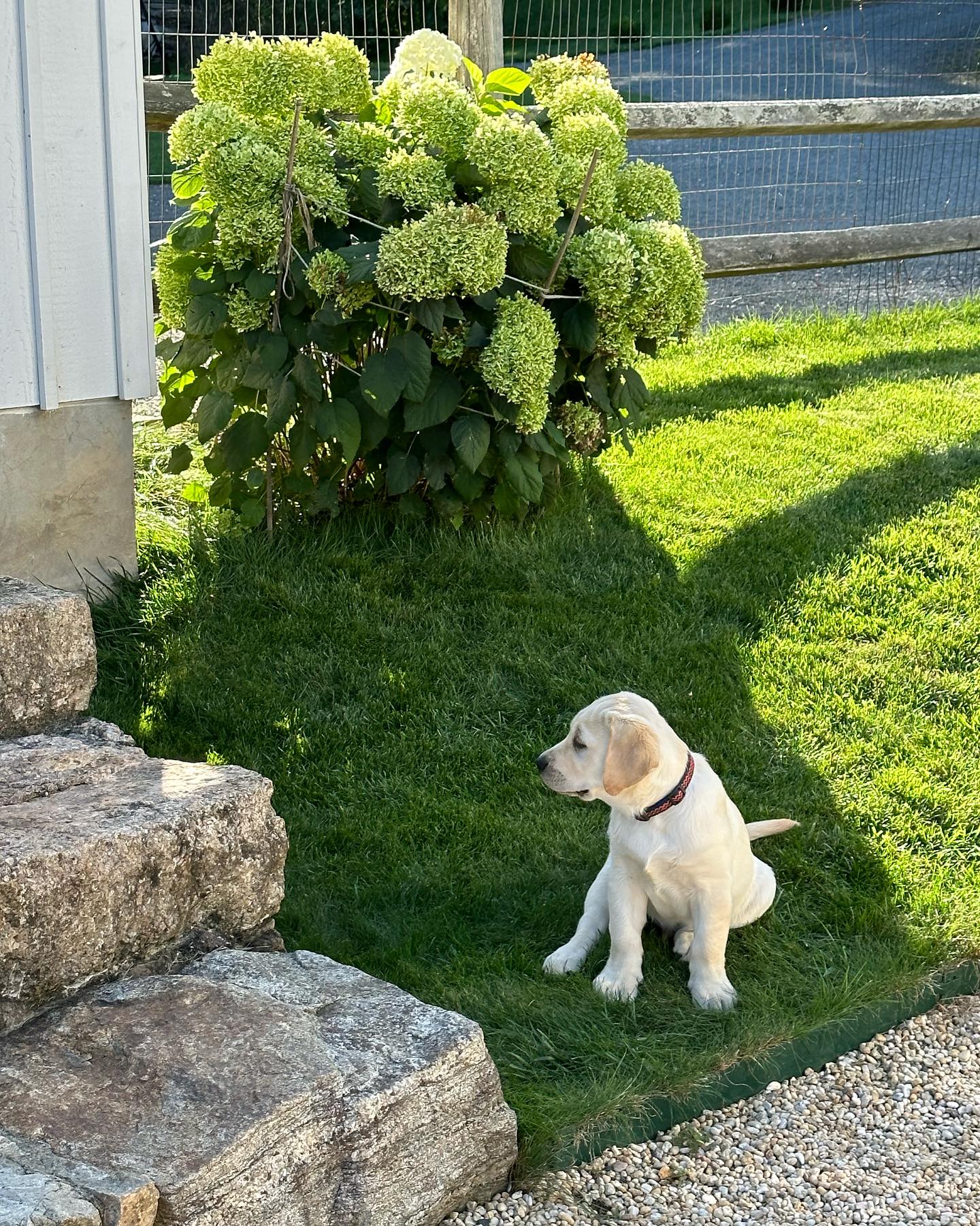 Tiderock Labradors Lebanon