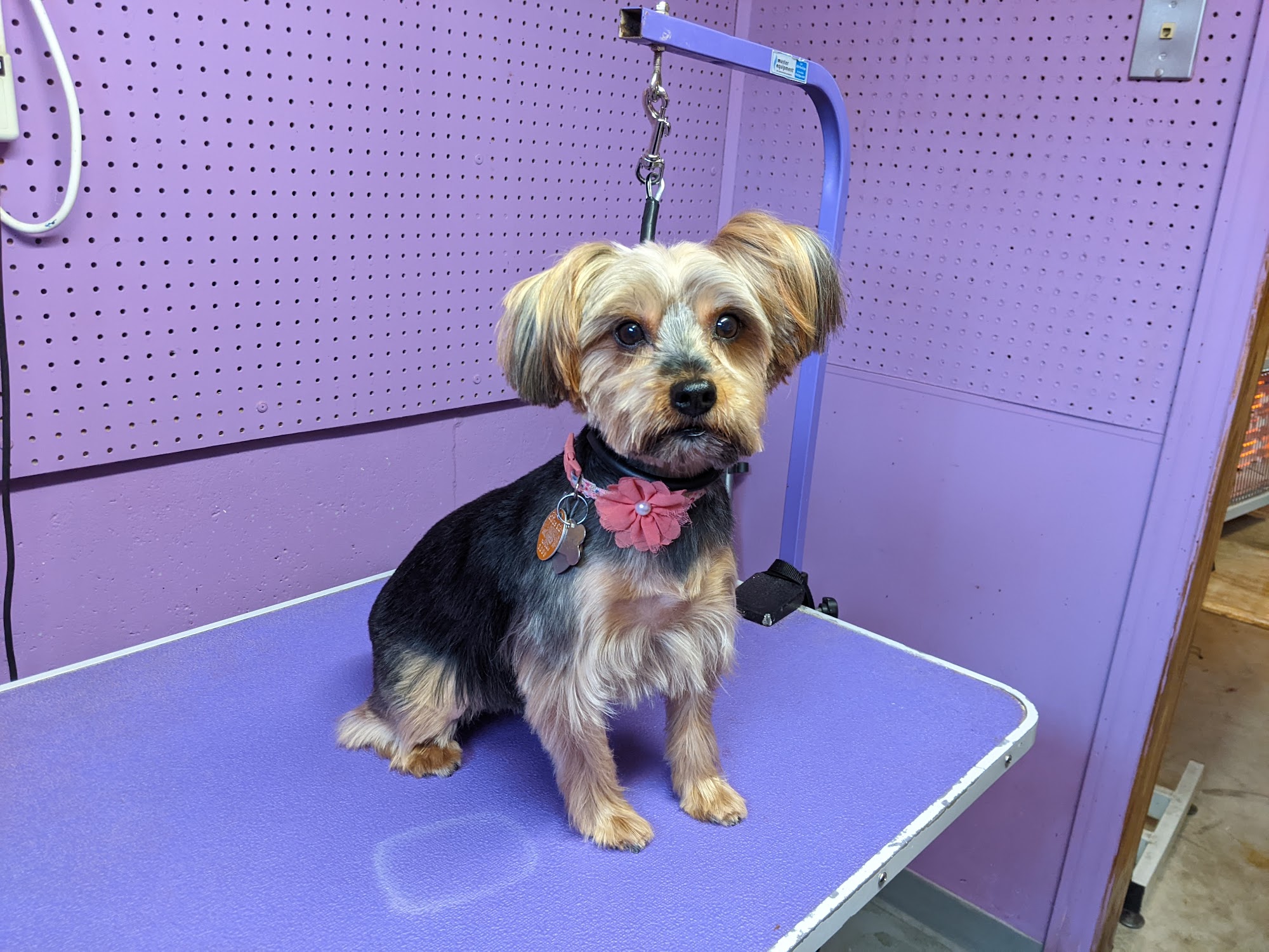 cuddle cuts dog grooming Stratford