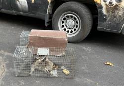 District Wildlife Solutions