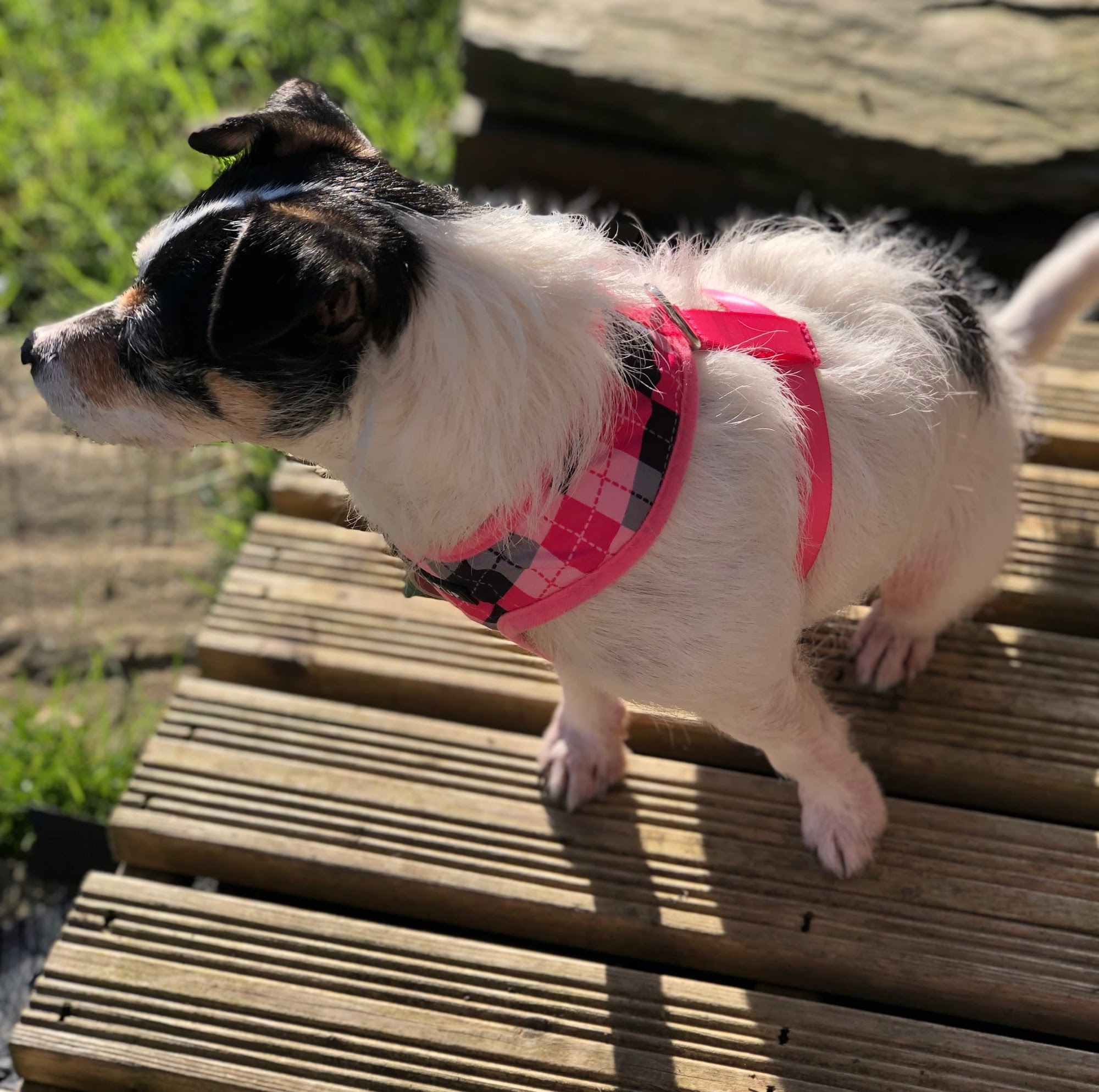 The Pet Basket Kingsbridge