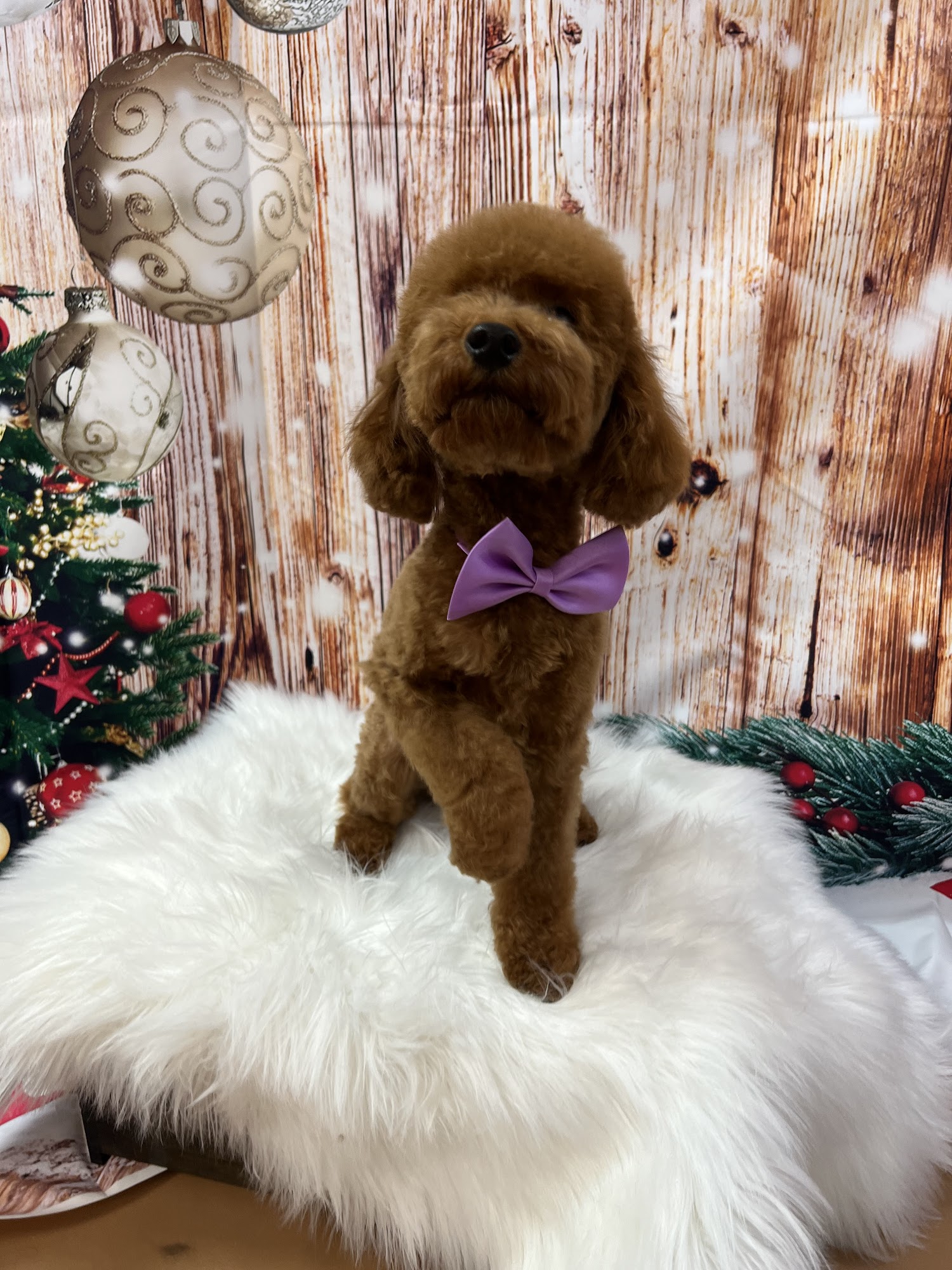 Le Pet Salon & Boutique Aventura