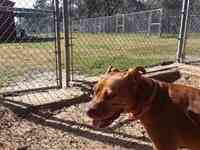 Four Paws Dog Day Camp-Kennel