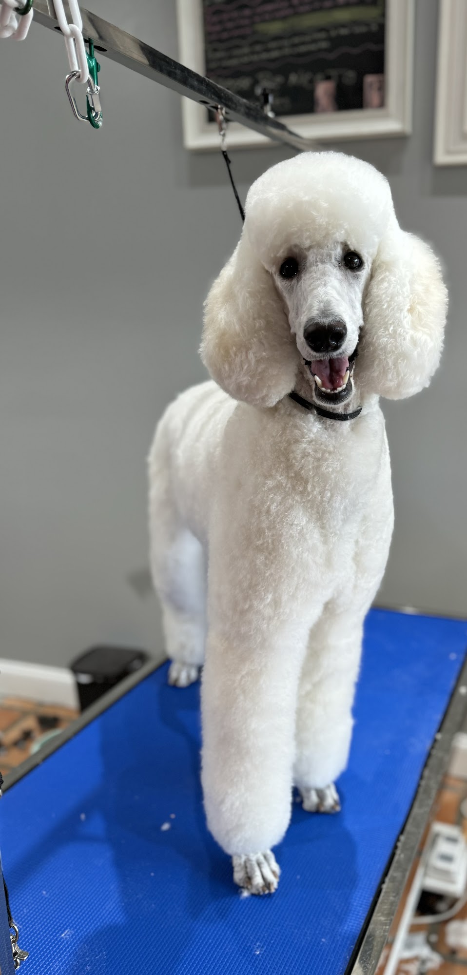 Pet Facilities in Delray Beach, Florida Pet Stores, Grooming, Pet