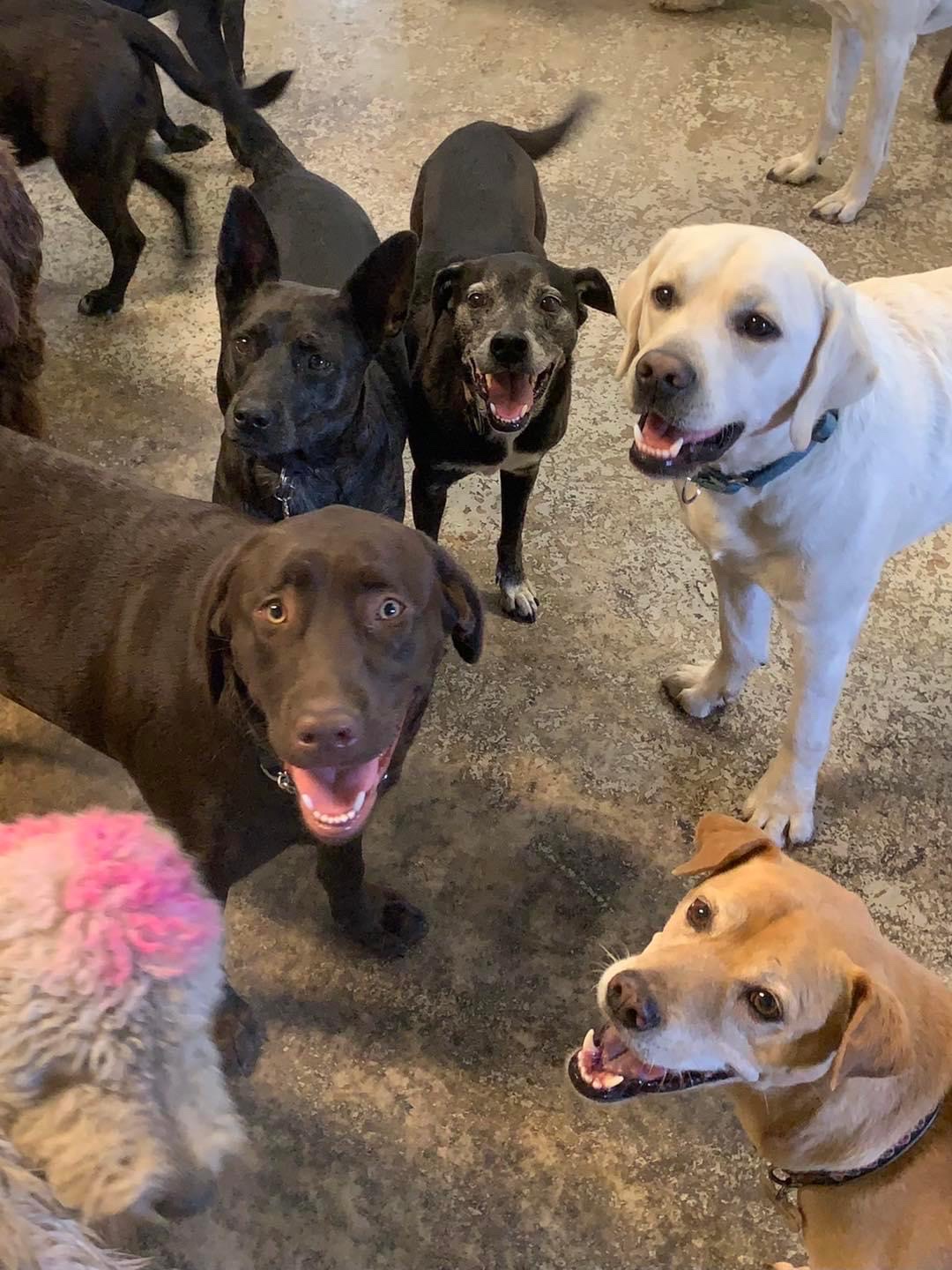 Must Love Dogs Fern Park