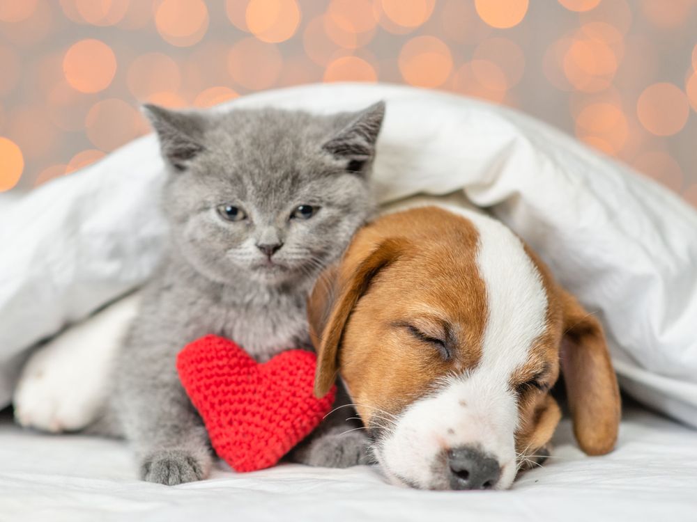 Vet Wellcare Vaccinations Clinic at Pet Supermarket Fort Lauderdale
