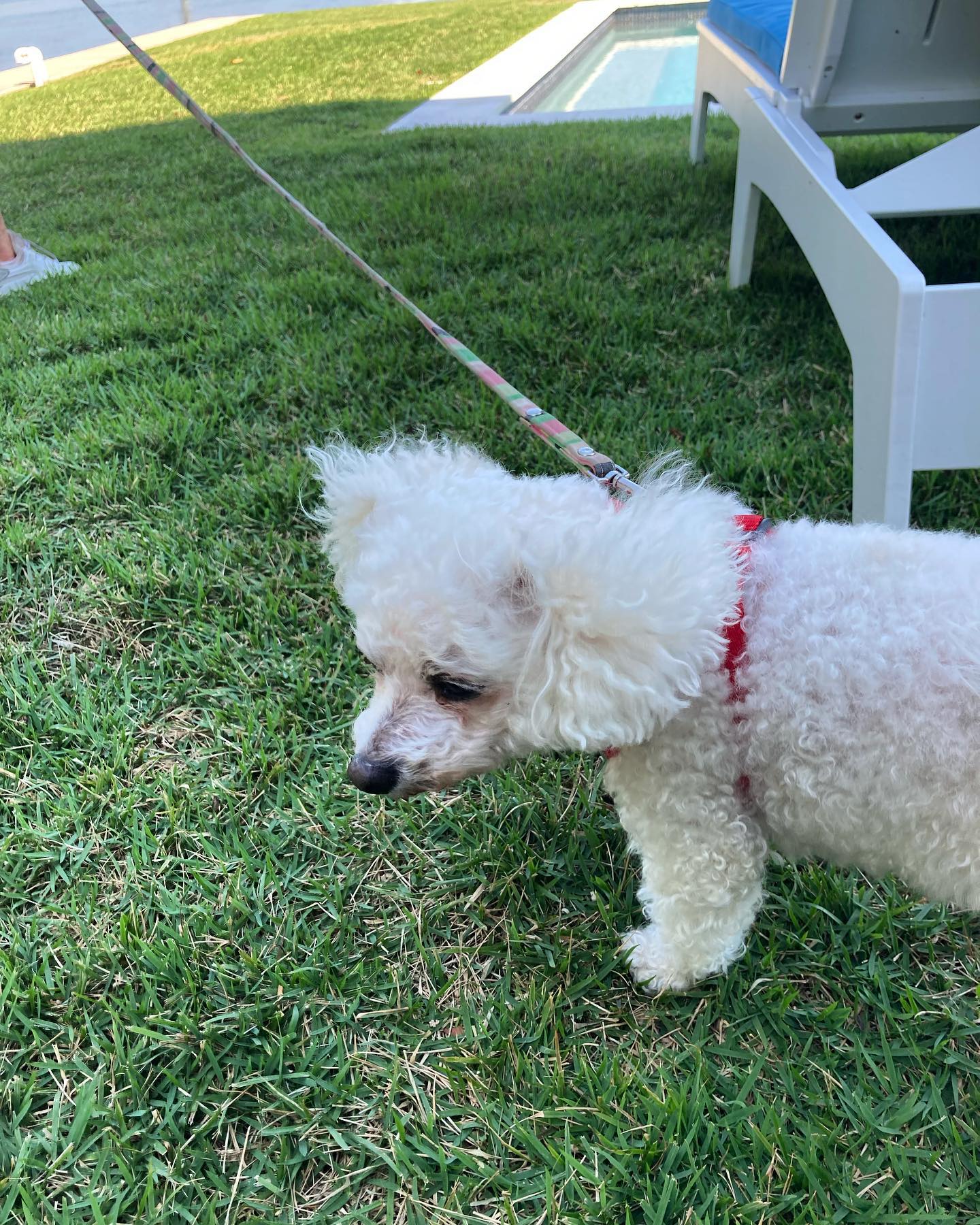 Romp and Sniff Dog Walkers Holmes Beach