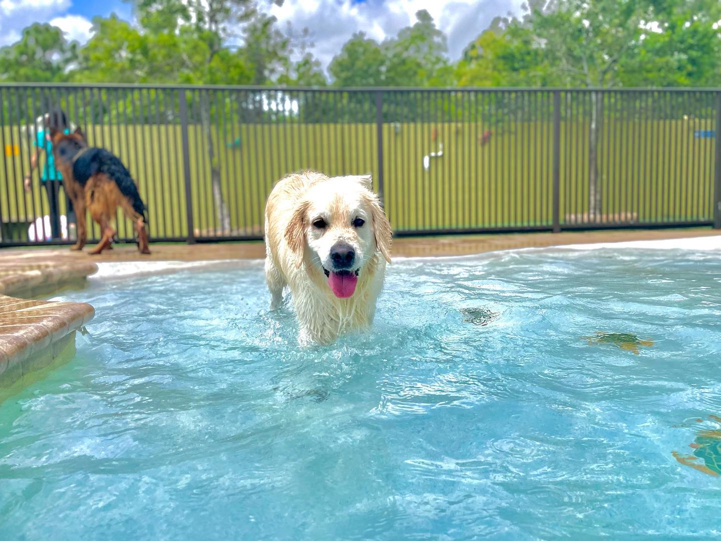 Lush Dog Resort Jupiter