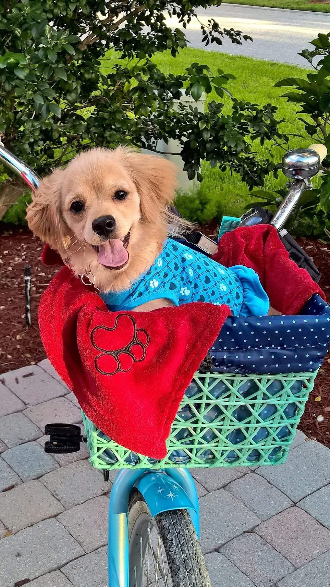 Wagging Tails, LLC Jupiter