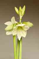 Amaryllis Bulb Co