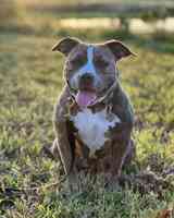 Pinellas County Animal Services