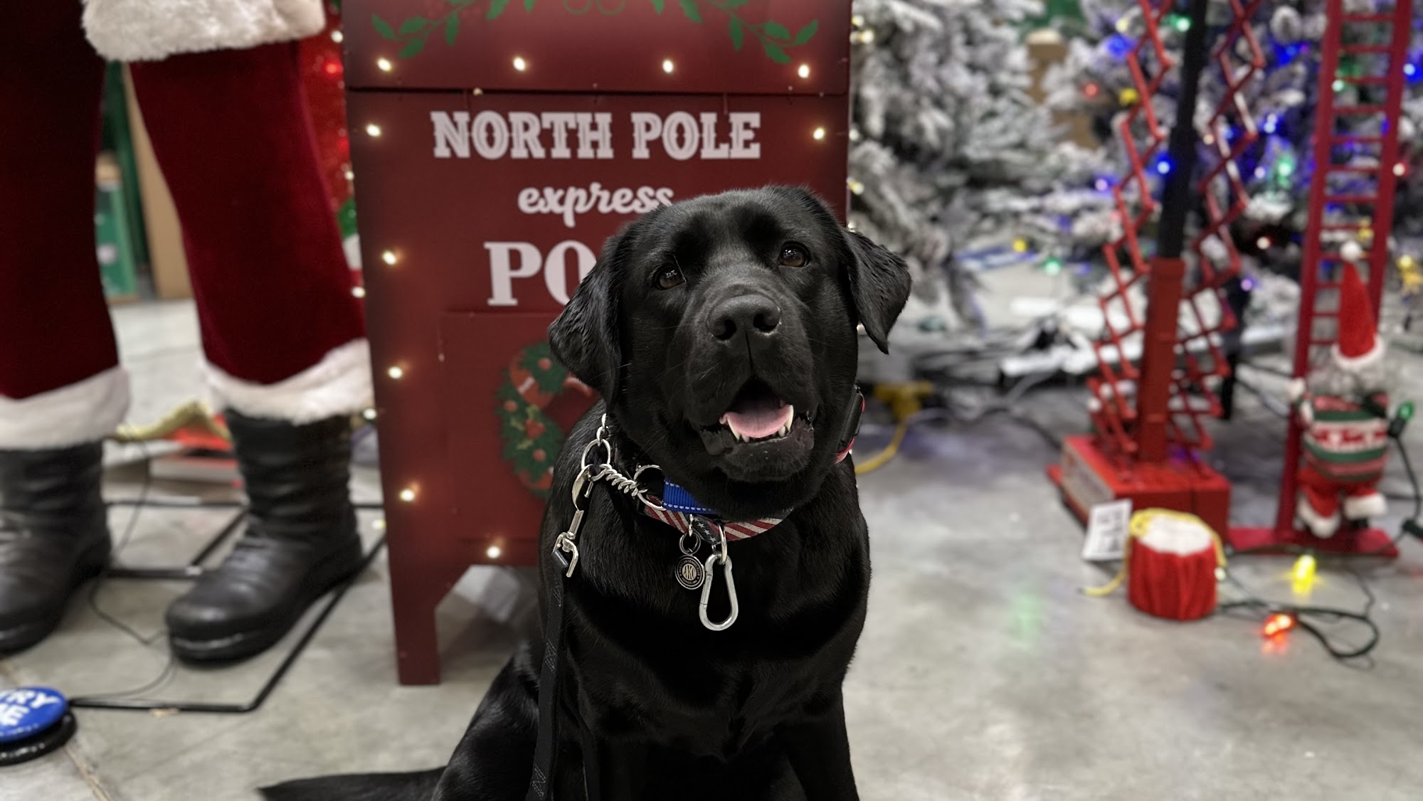 DePaul K9 Academy, LLC Melbourne