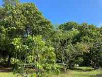 Best Mangos Jardin Rotolante Groves Merritt Island