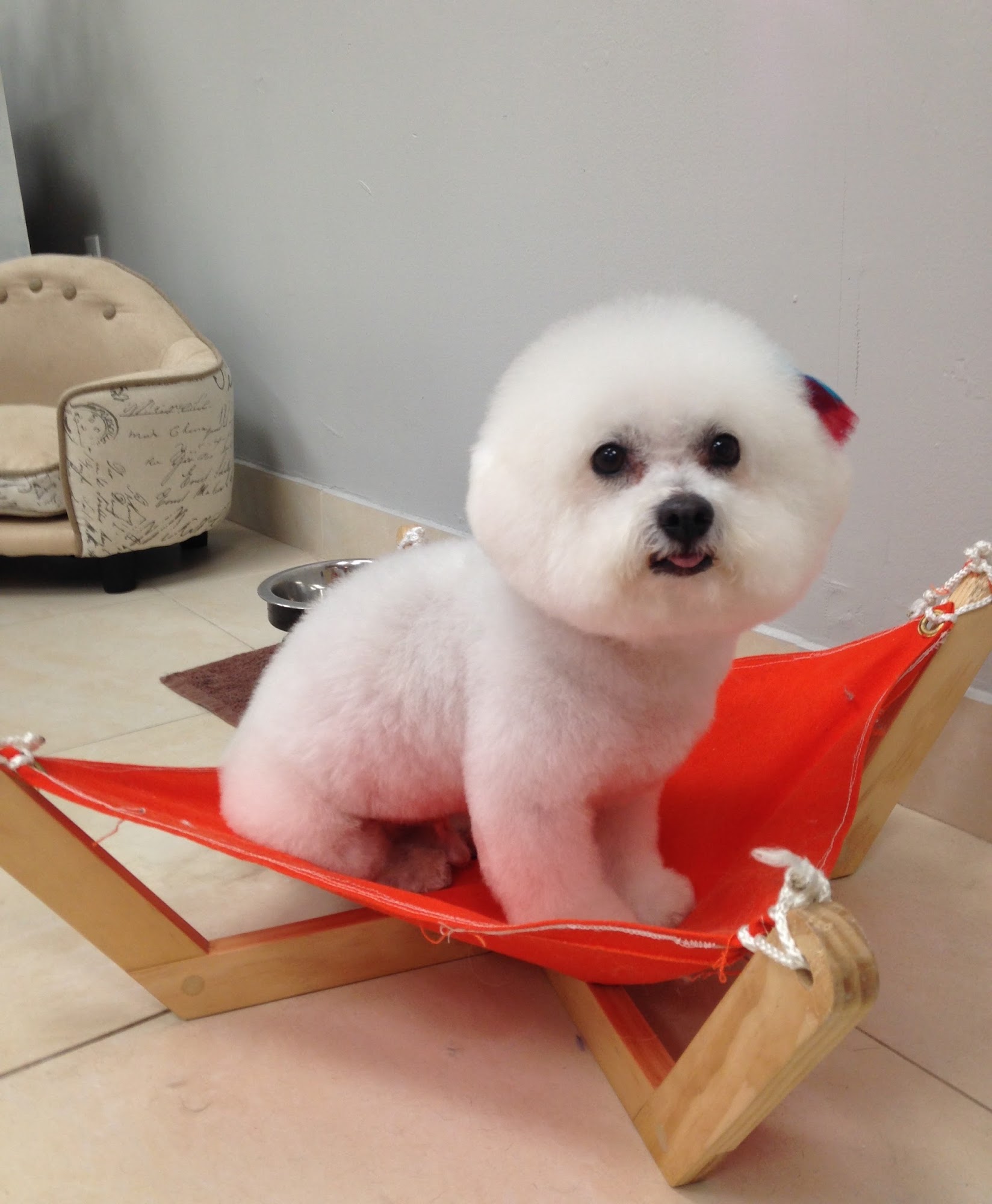 La Vie Pet Salon & Daycare Miami Beach