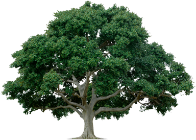 C Way Hoyt Consulting Arborist