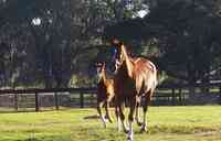 Buena Vista Farm Equine Reproduction And Foaling Center