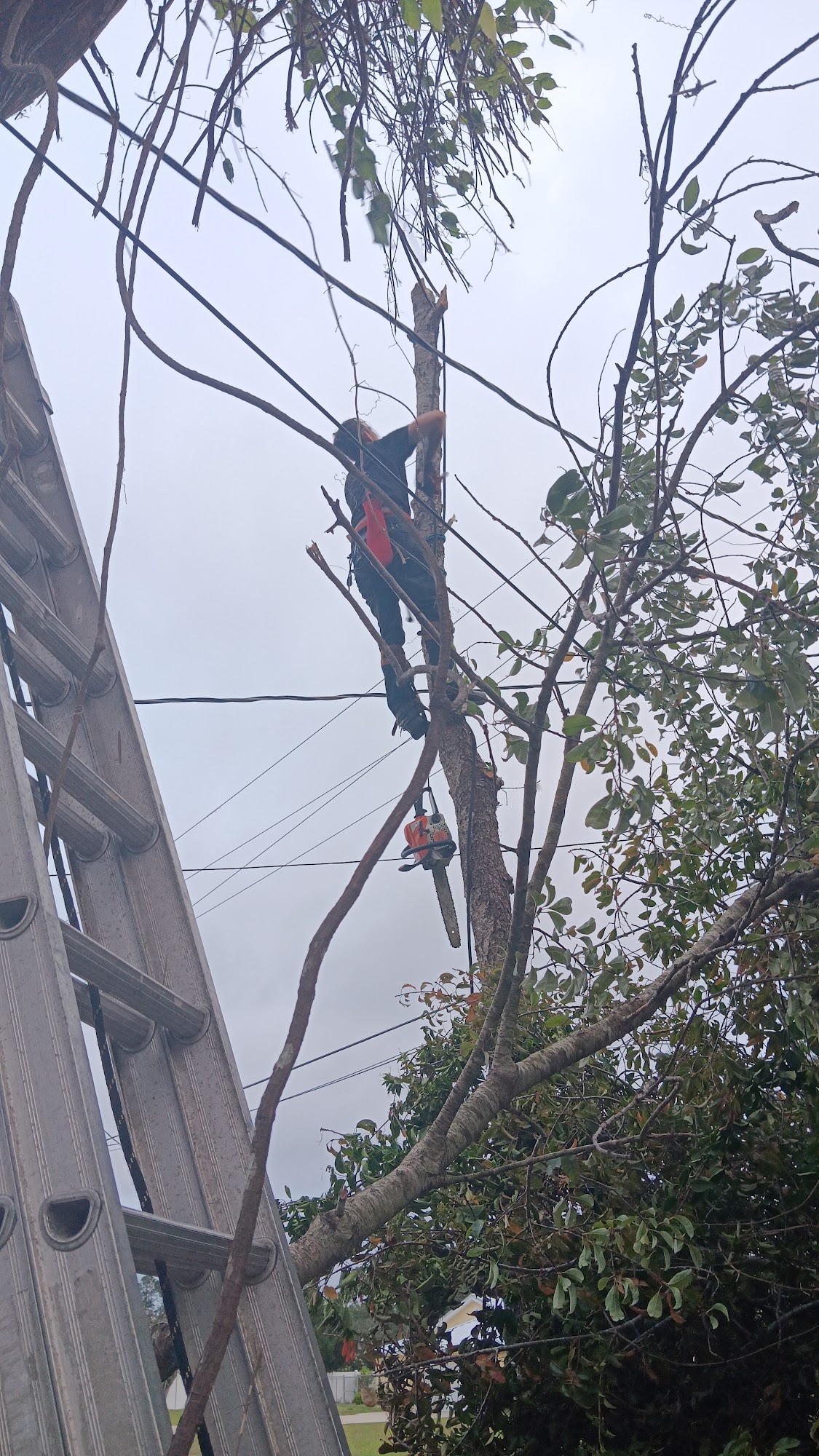 All of the Above Services