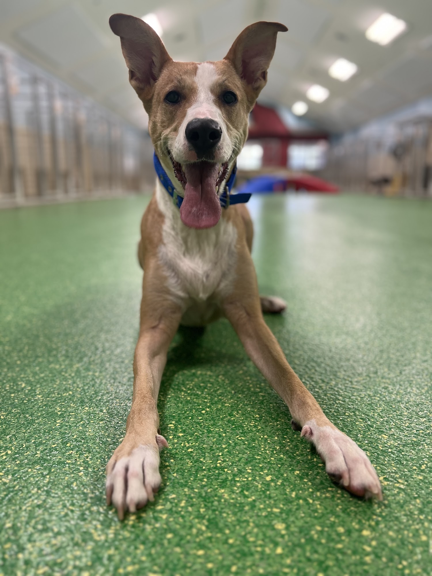 Paws & Play Resort Ocoee