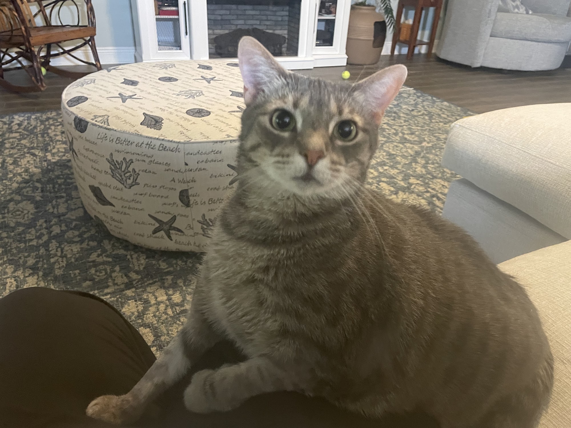 4 Legged Care Pensacola