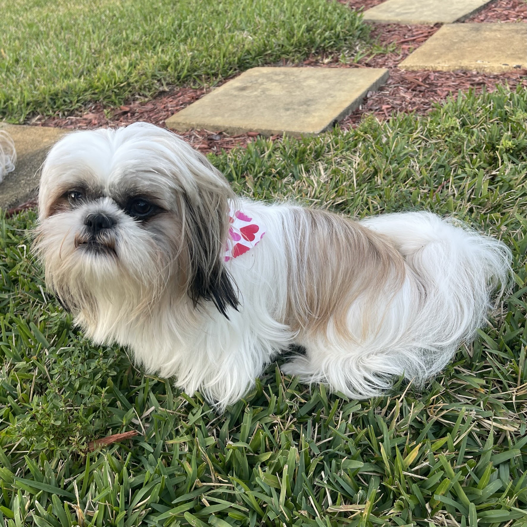 Canine Capers | Dog Groomers Plantation Plantation