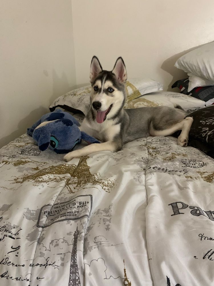 Healing Arts Veterinary Center: Gorgevska Daniela DVM West Palm Beach