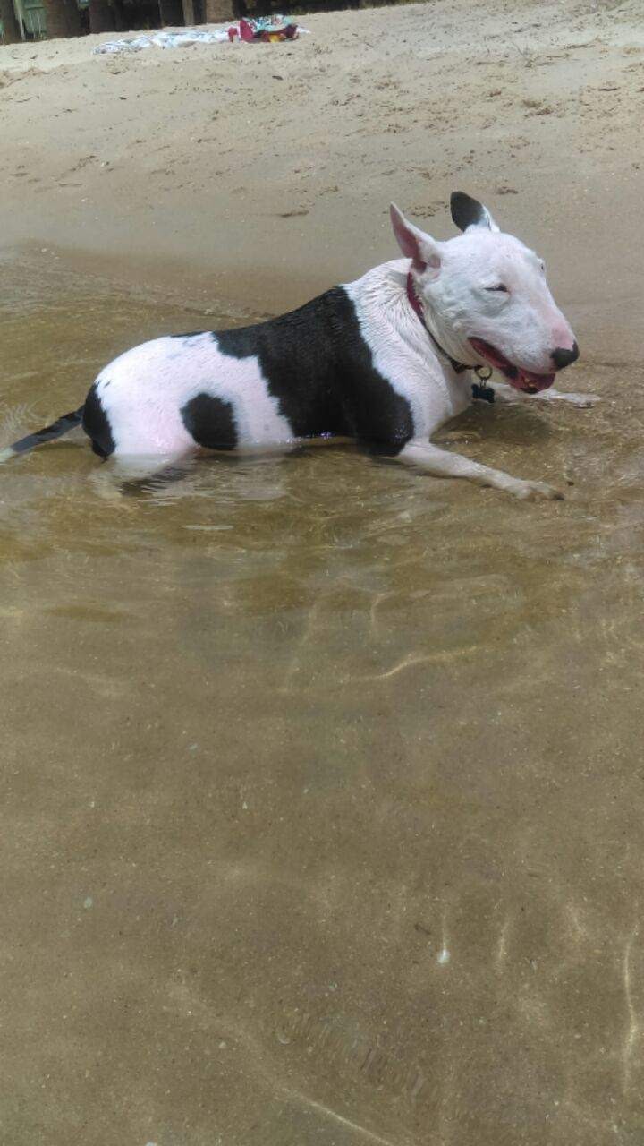 Fineline Painting Services