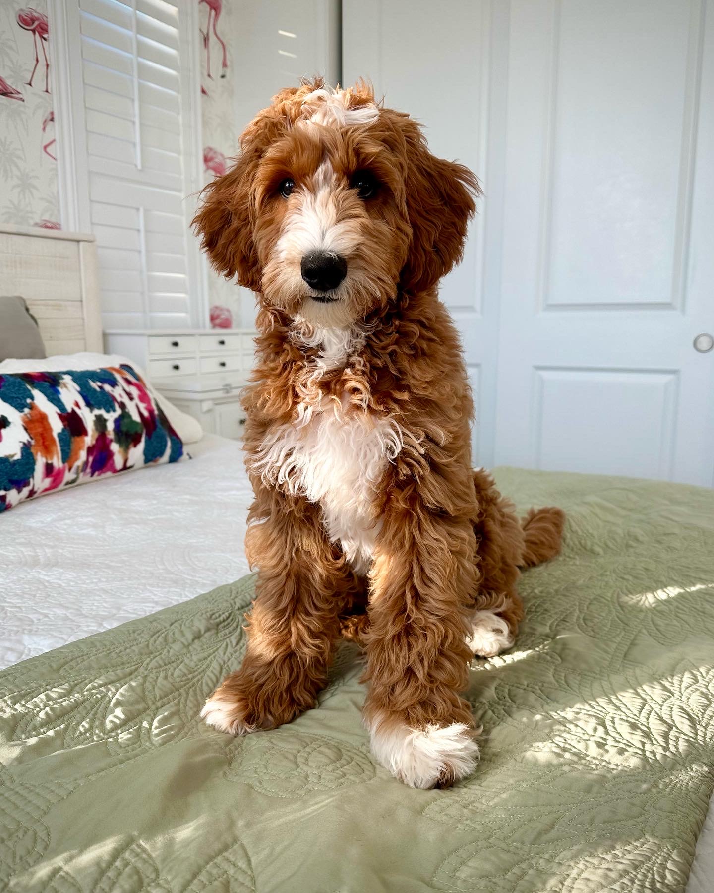 Lakewood Labradoodles Winter Haven