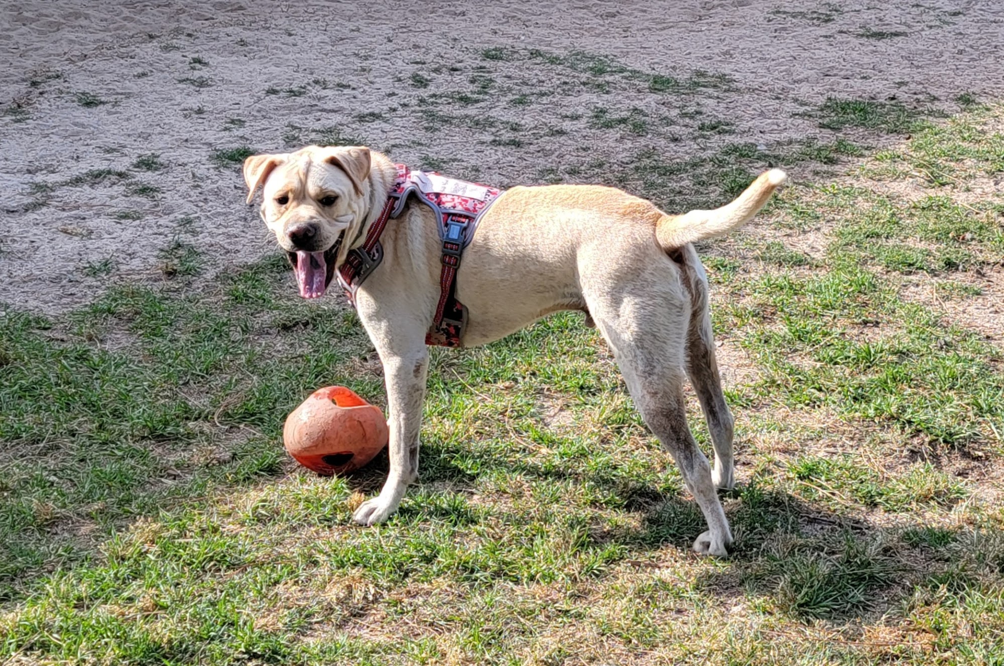 Ruff Landing Doggie Daycare and Boarding 4754 Deans Bridge Rd, Blythe Georgia 30805