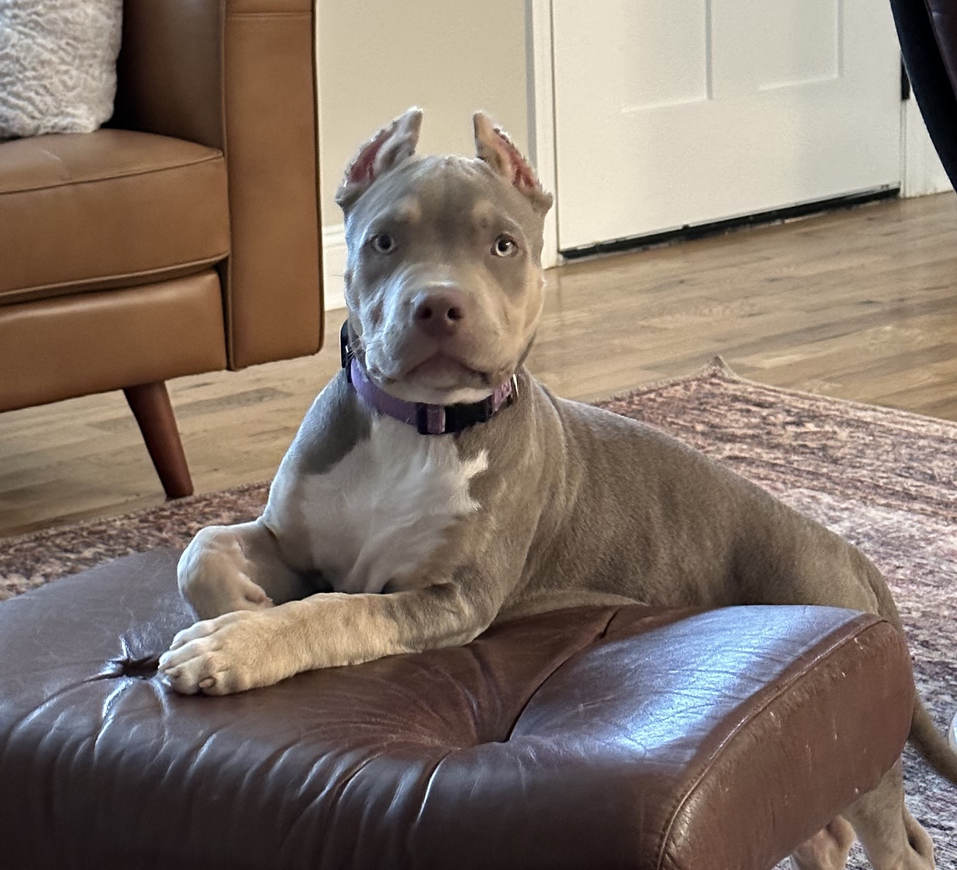 TOP DOG BULLIES KENNELS Canton