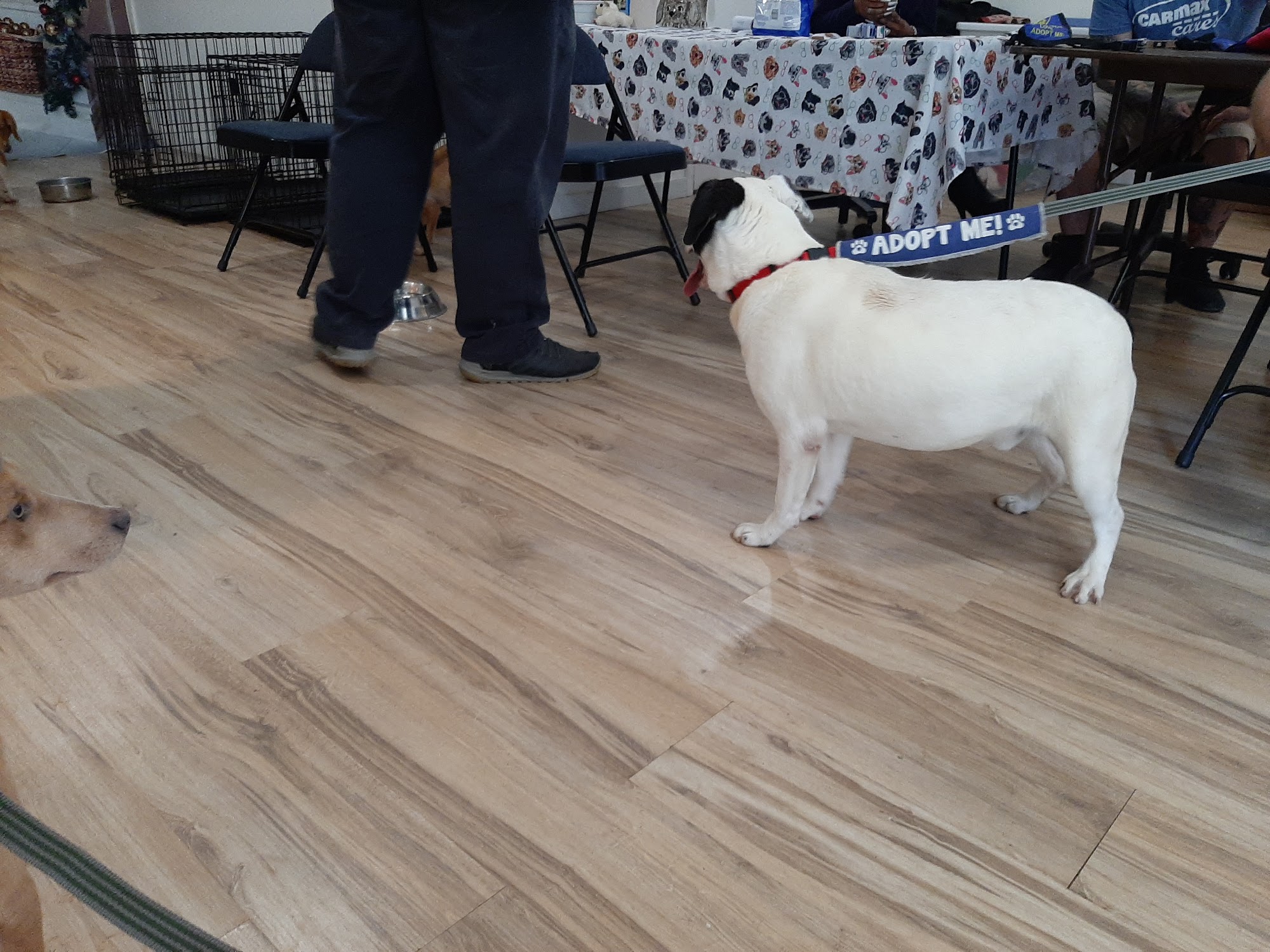 Carroll County Humane Society Carrollton