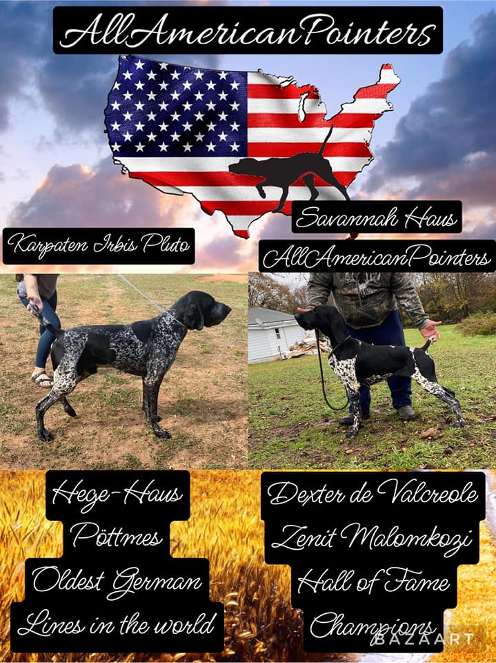 All American Pointers (German shorthaired pointers) 1285 Athens Rd, Crawford Georgia 30630