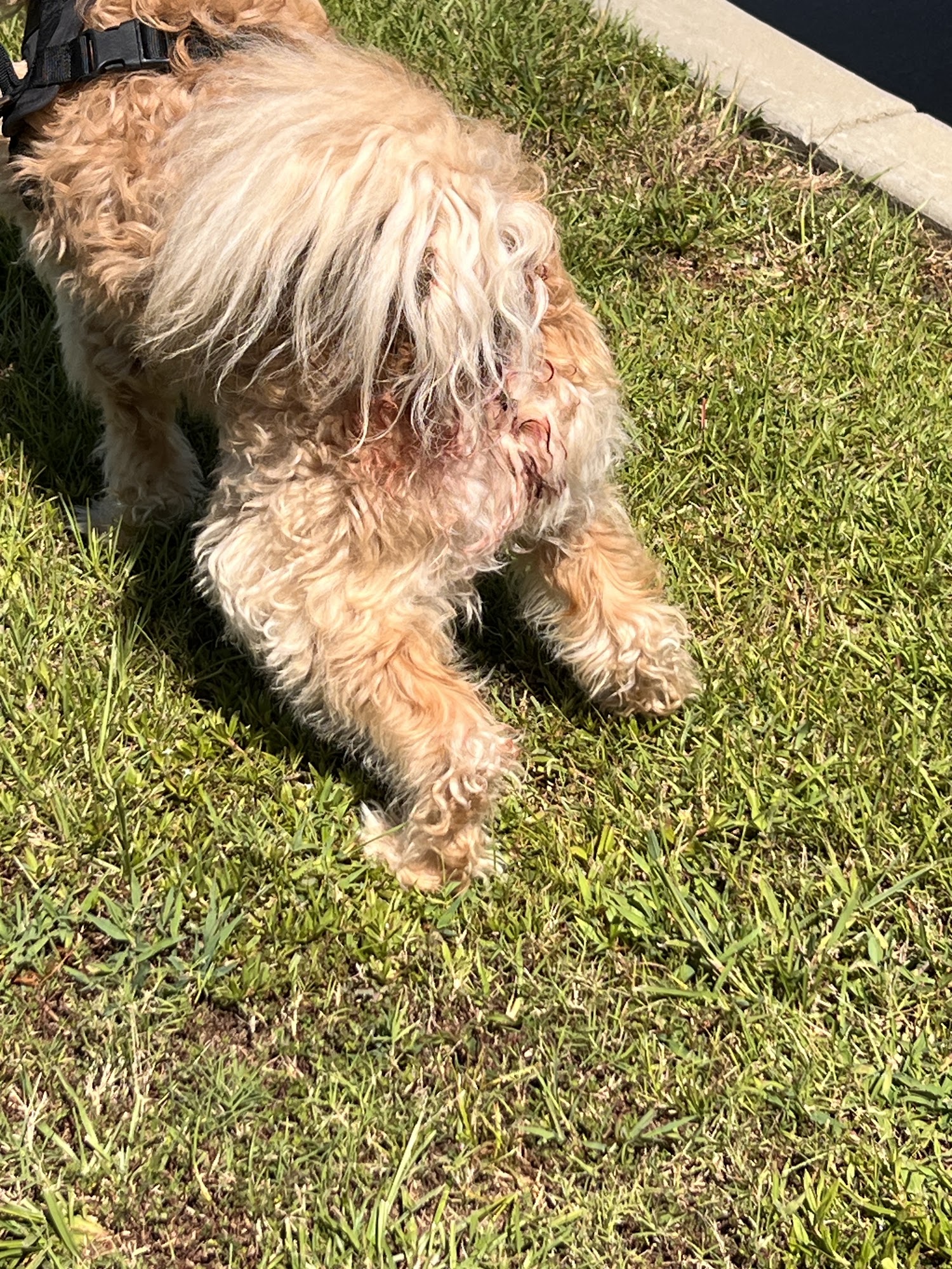 Paws In Paradise Luxury Resort & Spa Evans