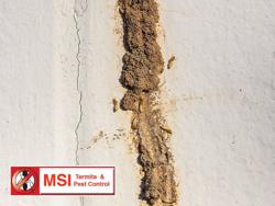 MSI Termite & Pest Control