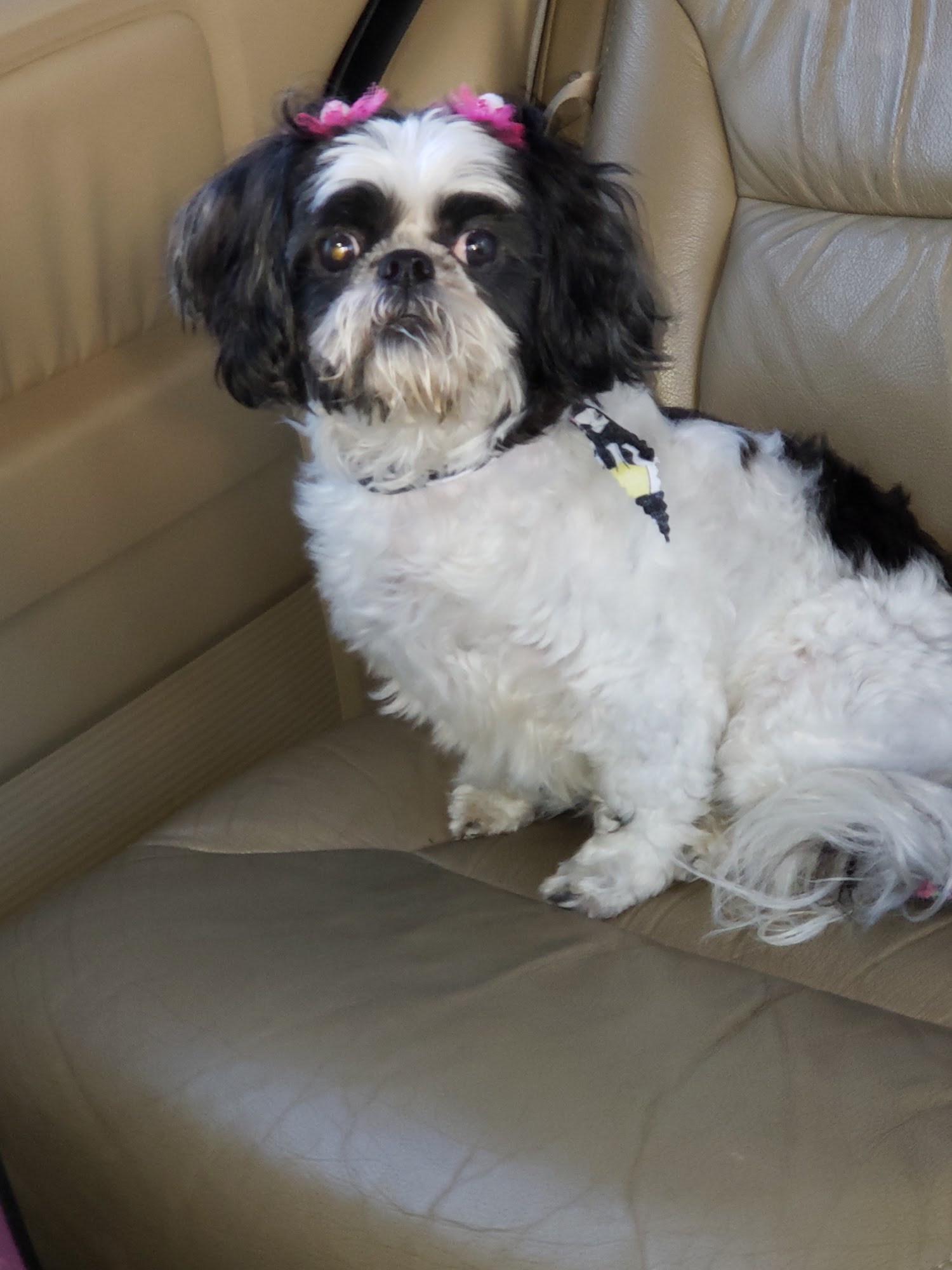 Sonya's Grooming Macon