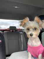 Cindy Lou’s Dos Pet Grooming & Boarding