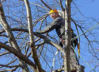 Tree Removal Near Me